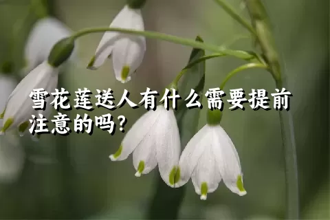 雪花莲送人有什么需要提前注意的吗？