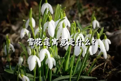 雪花莲寓意是什么？