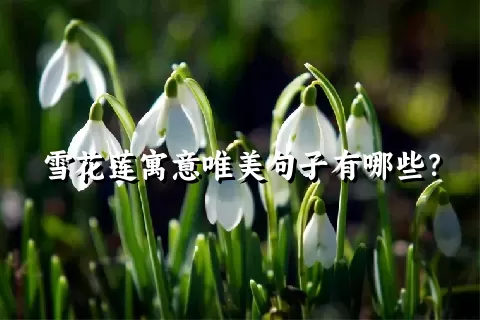 雪花莲寓意唯美句子有哪些？