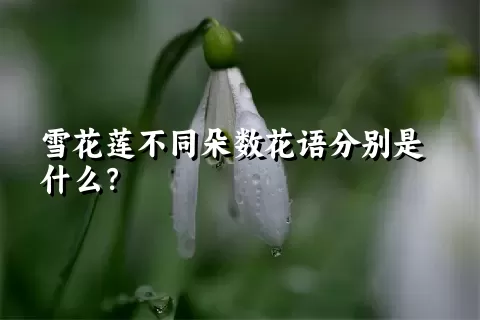 雪花莲不同朵数花语分别是什么？