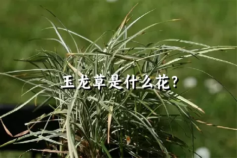 玉龙草是什么花？