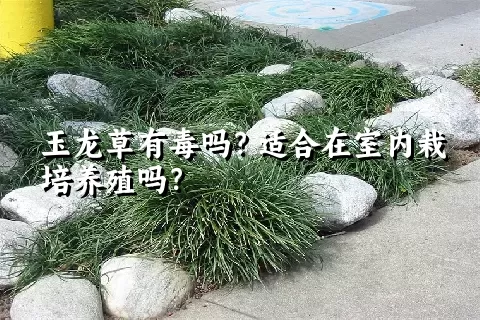 玉龙草有毒吗？适合在室内栽培养殖吗？