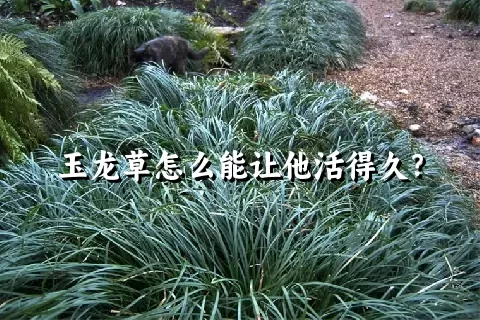 玉龙草怎么能让他活得久？