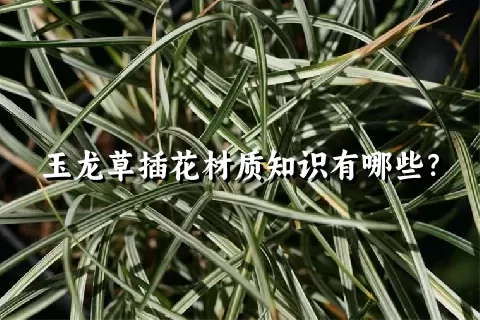 玉龙草插花材质知识有哪些？