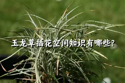 玉龙草插花空间知识有哪些？