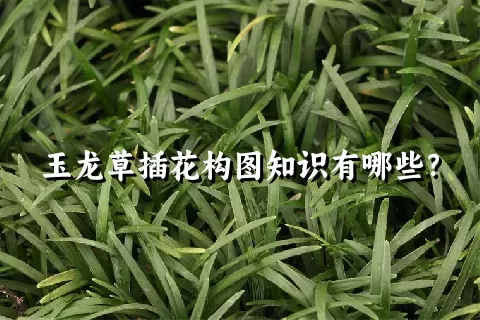 玉龙草插花构图知识有哪些？