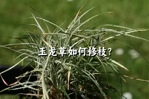 玉龙草如何修枝？