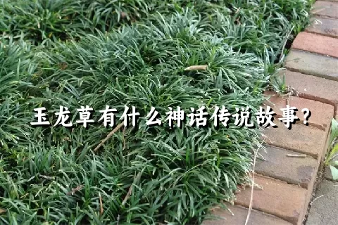 玉龙草有什么神话传说故事？