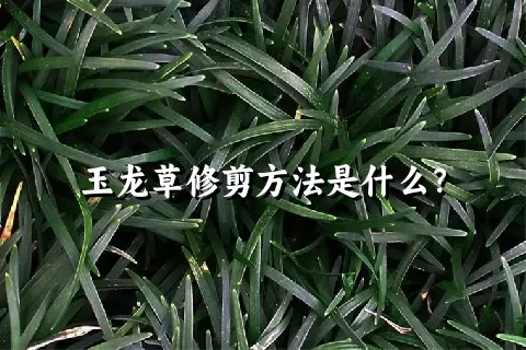 玉龙草修剪方法是什么？