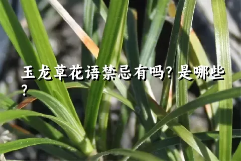 玉龙草花语禁忌有吗？是哪些？