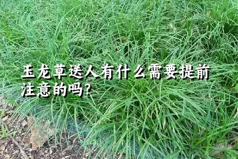 玉龙草送人有什么需要提前注意的吗？