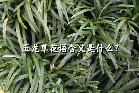 玉龙草花语含义是什么？