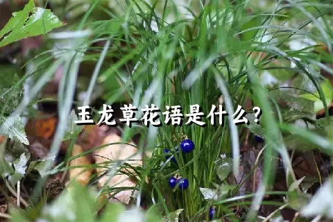 玉龙草花语是什么？