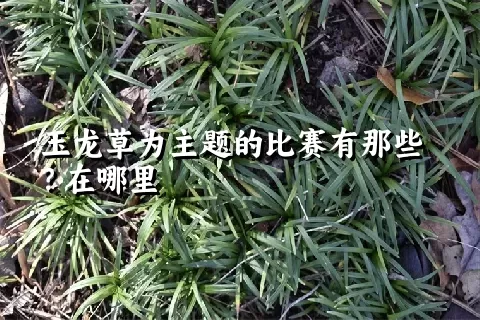 玉龙草为主题的比赛有那些？在哪里