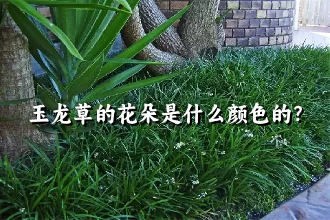 玉龙草的花朵是什么颜色的？