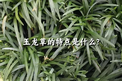 玉龙草的特点是什么？