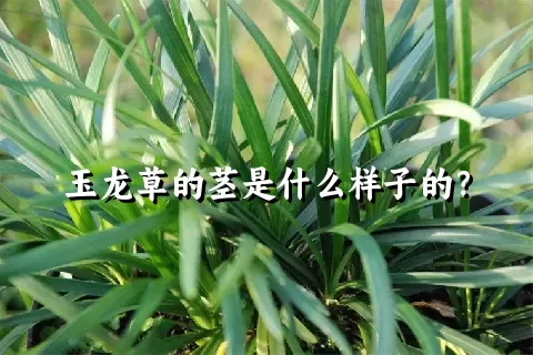 玉龙草的茎是什么样子的？