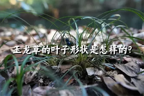 玉龙草的叶子形状是怎样的？