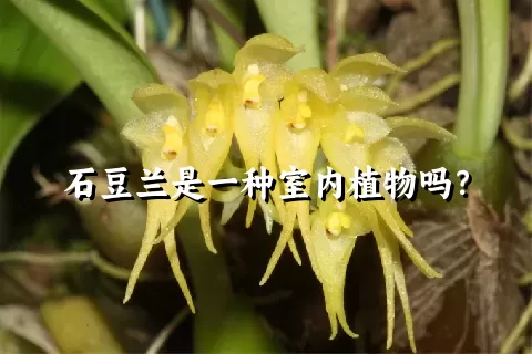 石豆兰是一种室内植物吗？