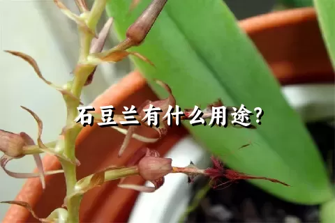 石豆兰有什么用途？