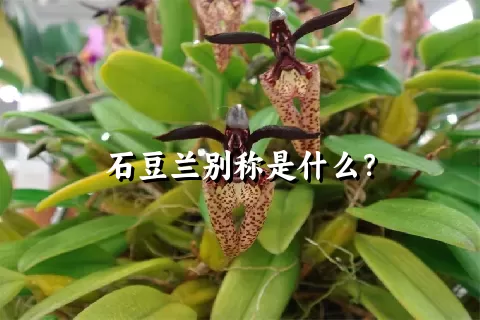 石豆兰别称是什么？