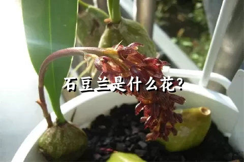 石豆兰是什么花？