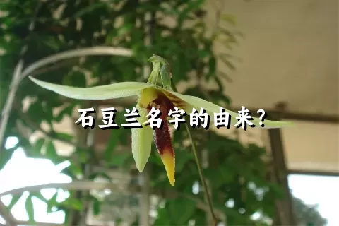 石豆兰名字的由来？