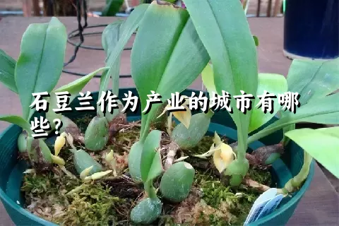 石豆兰作为产业的城市有哪些？