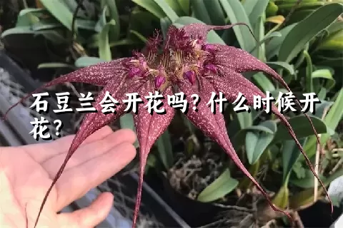 石豆兰会开花吗？什么时候开花？