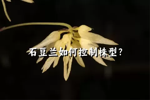 石豆兰如何控制株型？