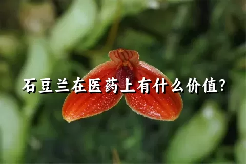 石豆兰在医药上有什么价值？