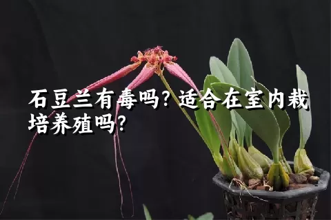 石豆兰有毒吗？适合在室内栽培养殖吗？