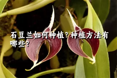 石豆兰如何种植？种植方法有哪些？