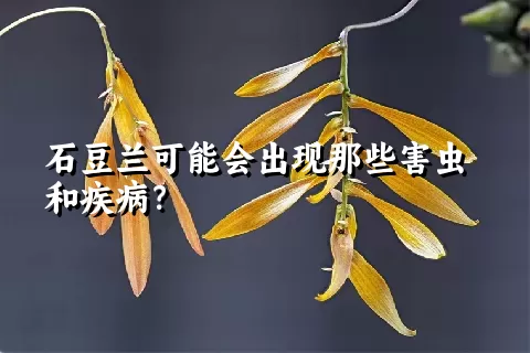 石豆兰可能会出现那些害虫和疾病？