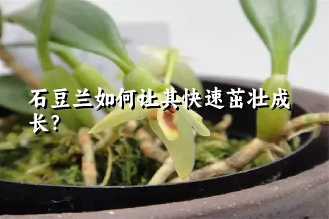 石豆兰如何让其快速茁壮成长？