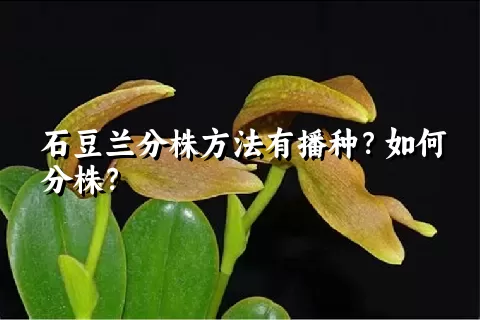 石豆兰分株方法有播种？如何分株？