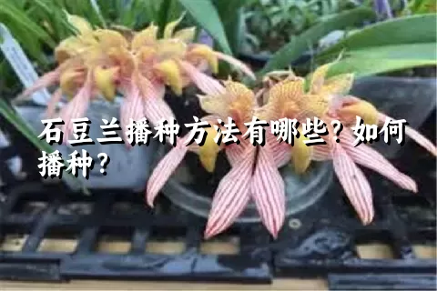 石豆兰播种方法有哪些？如何播种？