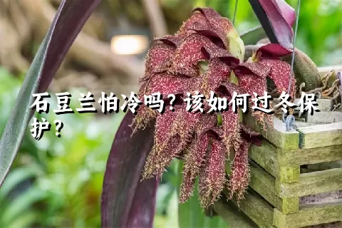 石豆兰怕冷吗？该如何过冬保护？