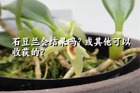 石豆兰会结果吗？或其他可以收获的？