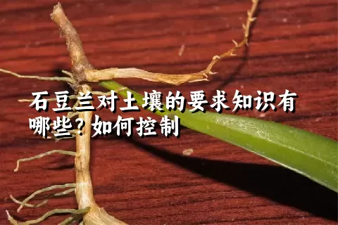 石豆兰对土壤的要求知识有哪些？如何控制