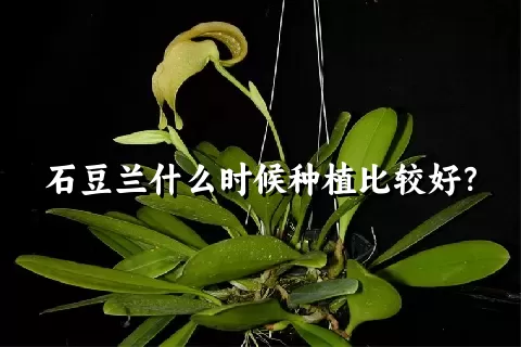 石豆兰什么时候种植比较好？