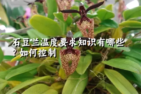 石豆兰温度要求知识有哪些？如何控制