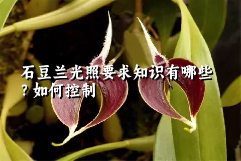 石豆兰光照要求知识有哪些？如何控制