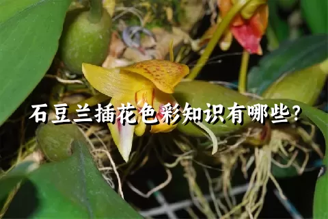 石豆兰插花色彩知识有哪些？