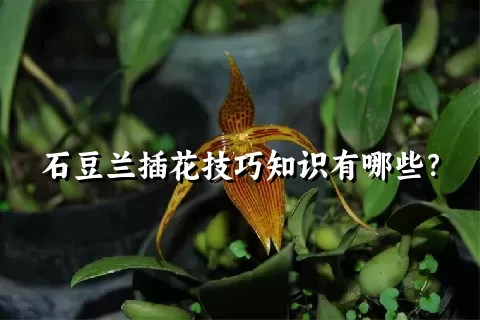 石豆兰插花技巧知识有哪些？