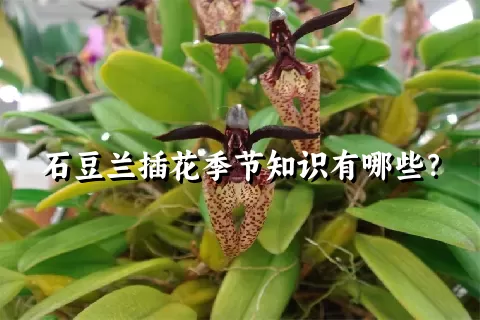 石豆兰插花季节知识有哪些？