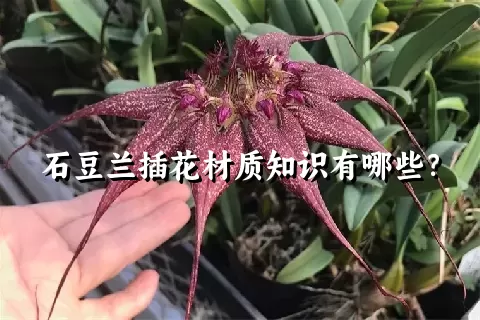 石豆兰插花材质知识有哪些？