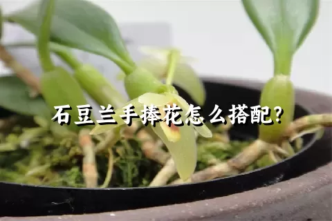 石豆兰手捧花怎么搭配？