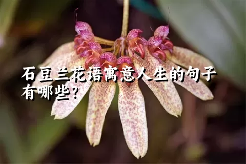 石豆兰花语寓意人生的句子有哪些？