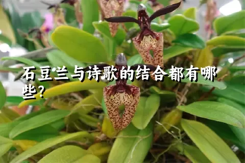 石豆兰与诗歌的结合都有哪些？